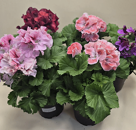 Королевская герань