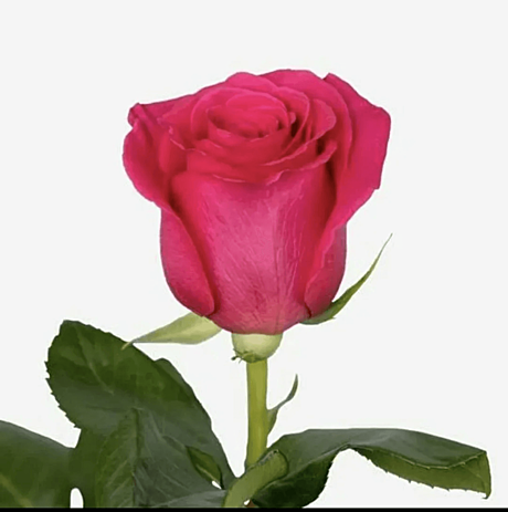 Роза 60см