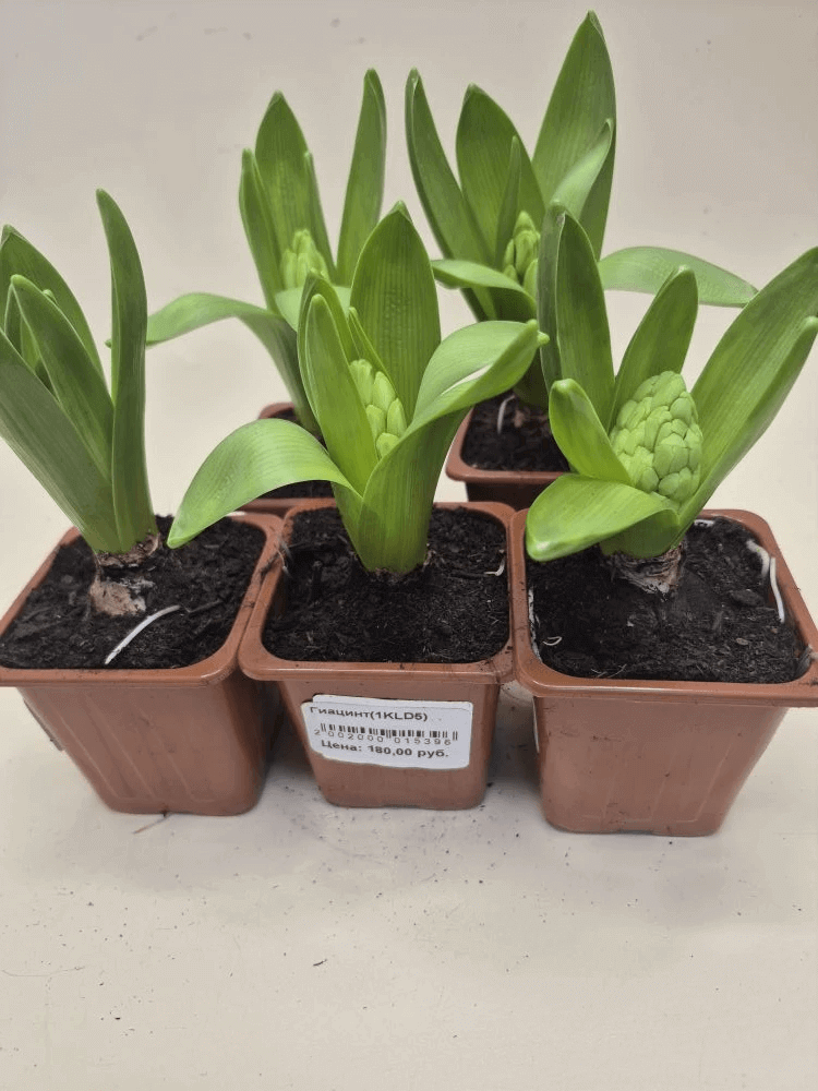 Изображение товара