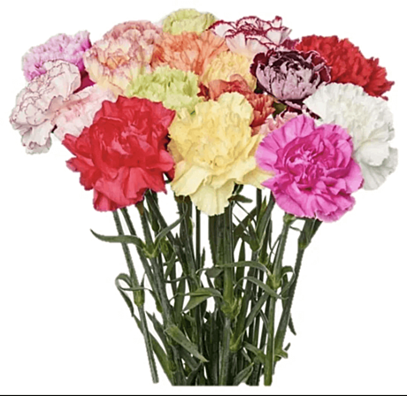 Гвоздика цветная