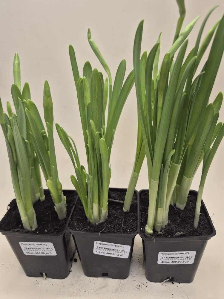 Изображение товара