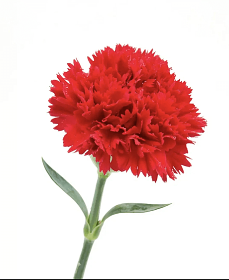 Гвоздика красная