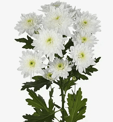 Хризантема кустовая